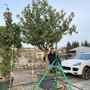 Jabloň domáca (Malus domestica) ´GOLDEN DELICIOUS´ - zimná, výška 300-350 cm, obvod kmeňa 35/40 cm, kont. C285L